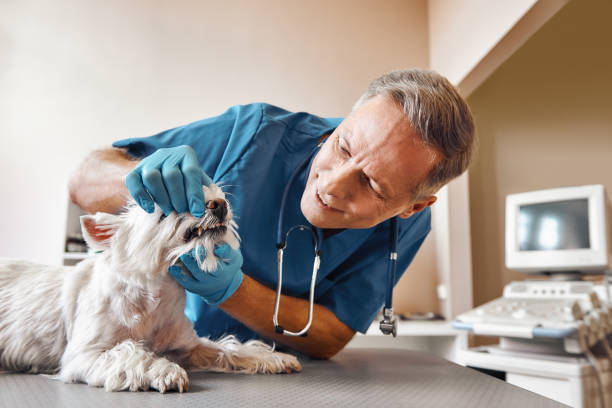 Best Emergency Dental Care for Broken or Chipped Teeth in Molalla, OR